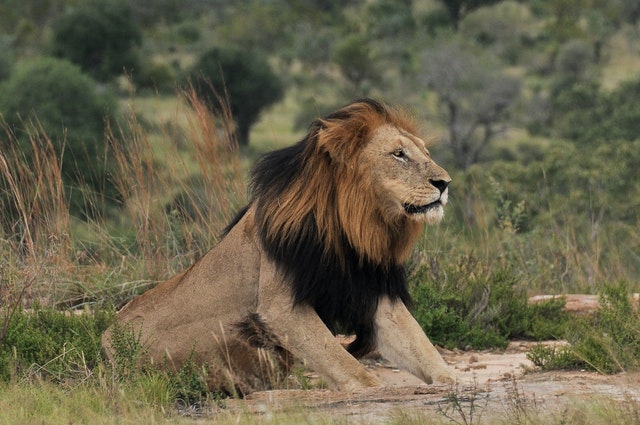 safari photo kenya