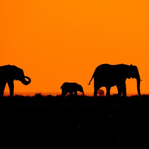kenya-magique-elephant-silhoute-sunset