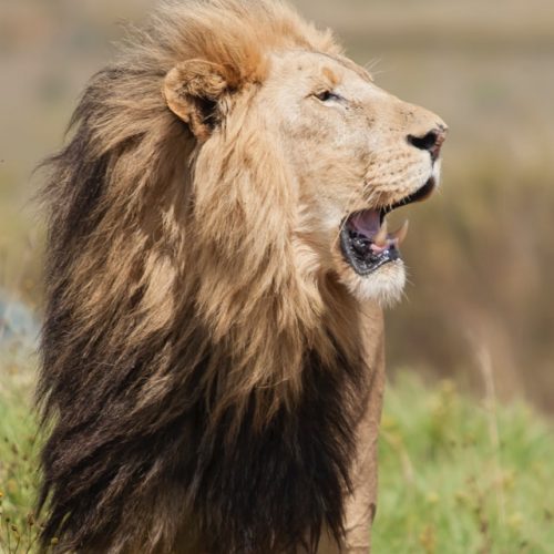 lion-grand-kenya-safari