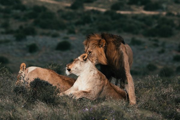 safari-kenya-lion-magique