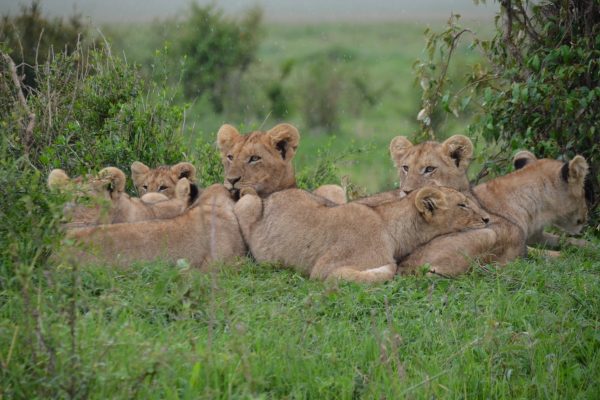 safari-kenya-magique-lions