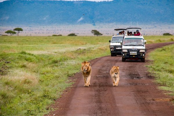 safari-magique-masai-mara