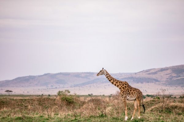 safari_kenya_magique-giraffe
