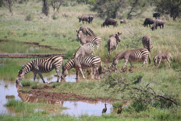 safari_kenya_magique_zebras