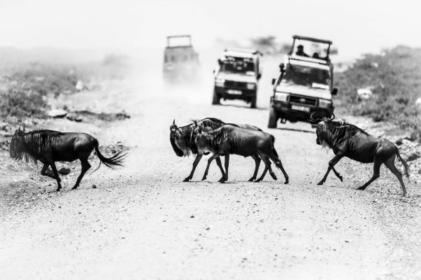wildebeest-serengeti